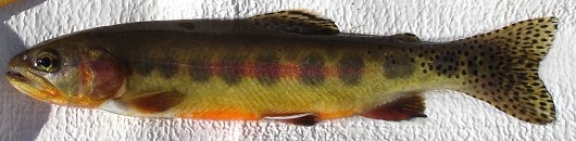 golden_trout_project_2.jpg